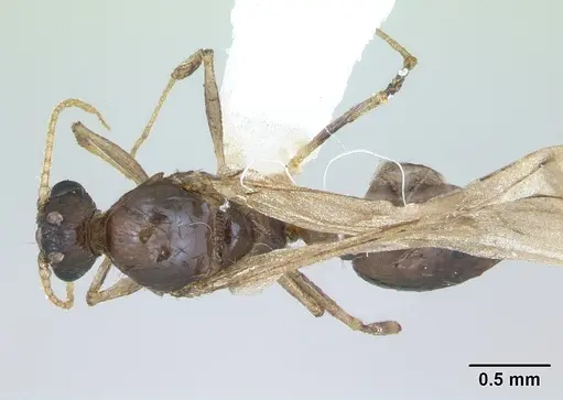 Pheidole williamsi specimen CASENT0173265 image casent0173265_1