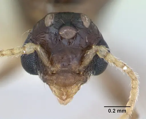 Pheidole williamsi specimen CASENT0173265 image casent0173265_2