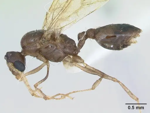 Pheidole williamsi specimen CASENT0173265 image casent0173265_3