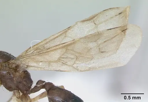 Pheidole williamsi specimen CASENT0173265 image casent0173265_4