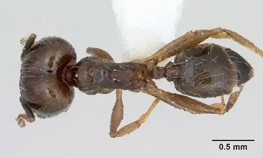 Pheidole williamsi specimen CASENT0173266 image casent0173266_1