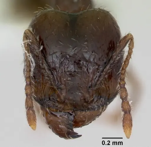 Pheidole williamsi specimen CASENT0173266 image casent0173266_2