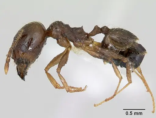 Pheidole williamsi specimen CASENT0173266 image casent0173266_3