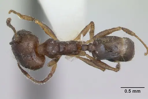 Pheidole williamsi specimen CASENT0173597 image casent0173597_1