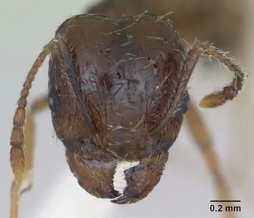 Pheidole williamsi specimen CASENT0173597 image casent0173597_2