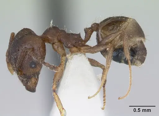 Pheidole williamsi specimen CASENT0173597 image casent0173597_3