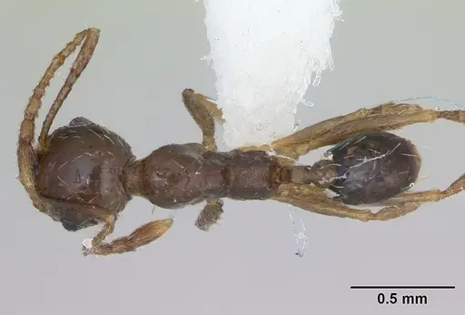 Pheidole williamsi specimen CASENT0173598 image casent0173598_1