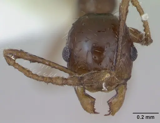 Pheidole williamsi specimen CASENT0173598 image casent0173598_2