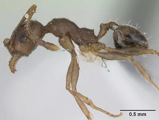 Pheidole williamsi specimen CASENT0173598 image casent0173598_3