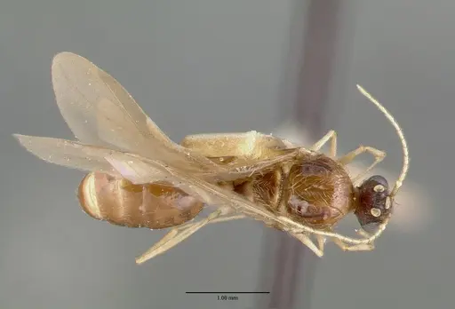 Pheidole williamsi specimen CASTYPE00444-01 image castype00444-01_1
