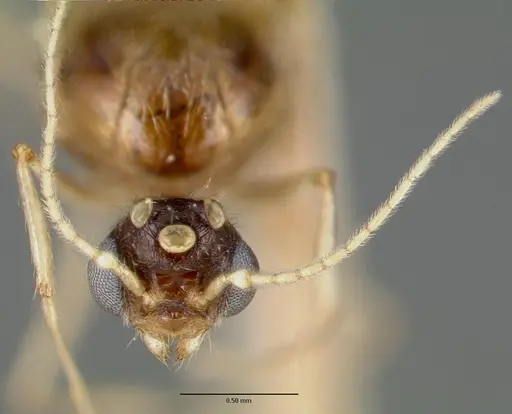 Pheidole williamsi specimen CASTYPE00444-01 image castype00444-01_2
