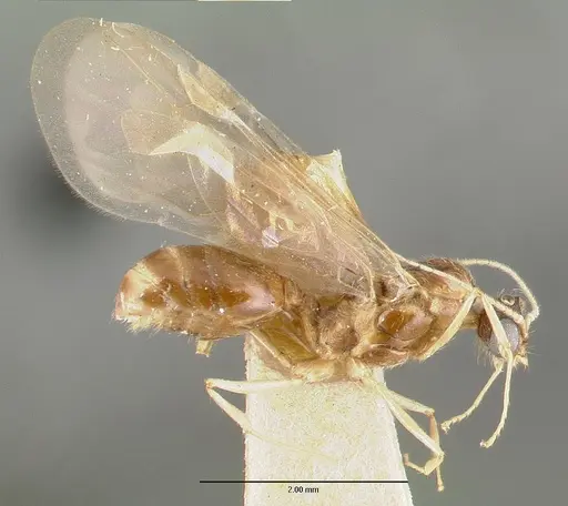 Pheidole williamsi specimen CASTYPE00444-01 image castype00444-01_3
