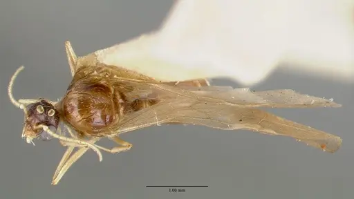 Pheidole williamsi specimen CASTYPE00444-02 image castype00444-02_1