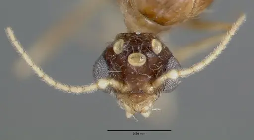 Pheidole williamsi specimen CASTYPE00444-02 image castype00444-02_2