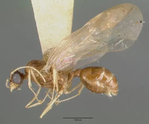 Pheidole williamsi specimen CASTYPE00444-02 image castype00444-02_3