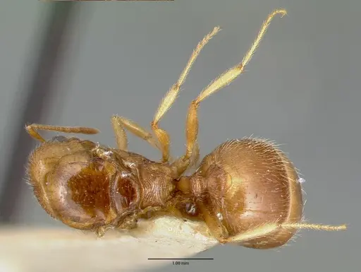 Pheidole williamsi specimen CASTYPE00444-03 image castype00444-03_1