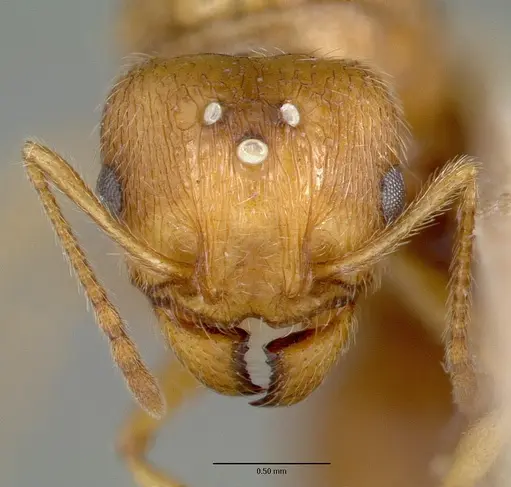 Pheidole williamsi specimen CASTYPE00444-03 image castype00444-03_2