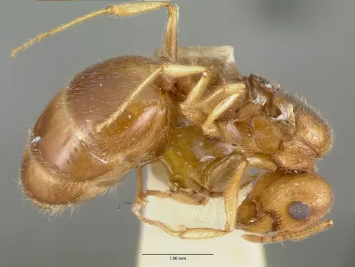 Pheidole williamsi specimen CASTYPE00444-03 image castype00444-03_3