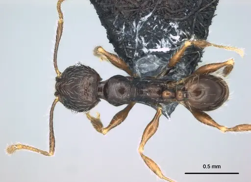 Pheidole wilsoni specimen CASENT0183603 image casent0183603_1