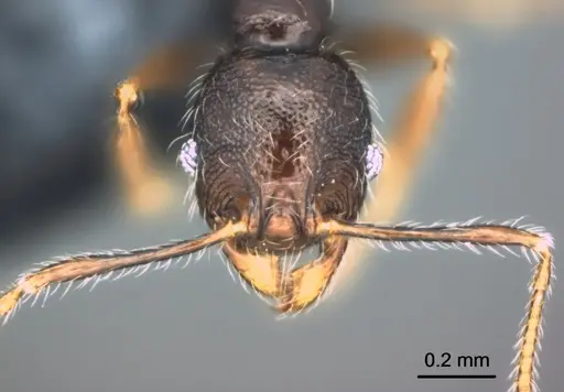 Pheidole wilsoni specimen CASENT0183603 image casent0183603_2