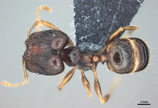 Pheidole wilsoni specimen CASENT0183622 image casent0183622_1