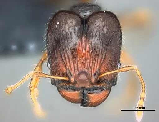 Pheidole wilsoni specimen CASENT0183622 image casent0183622_2