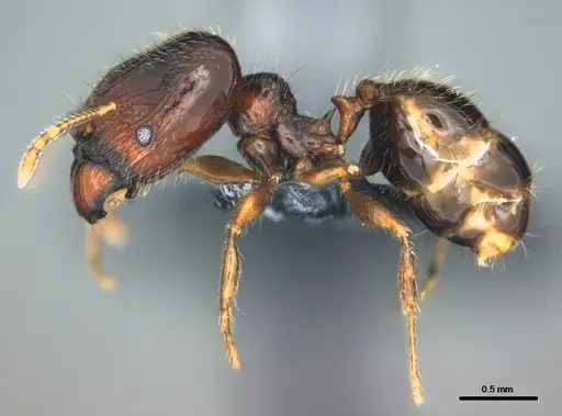 Pheidole wilsoni specimen CASENT0183622 image casent0183622_3