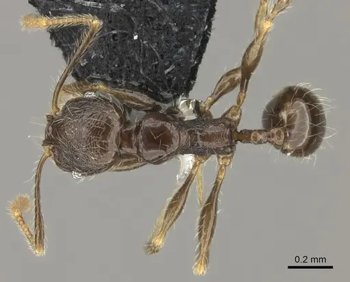 Pheidole wilsoni specimen CASENT0185076 image casent0185076_1