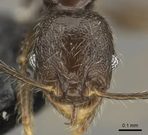 Pheidole wilsoni specimen CASENT0185076 image casent0185076_2