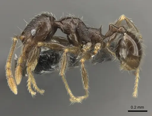 Pheidole wilsoni specimen CASENT0185076 image casent0185076_3