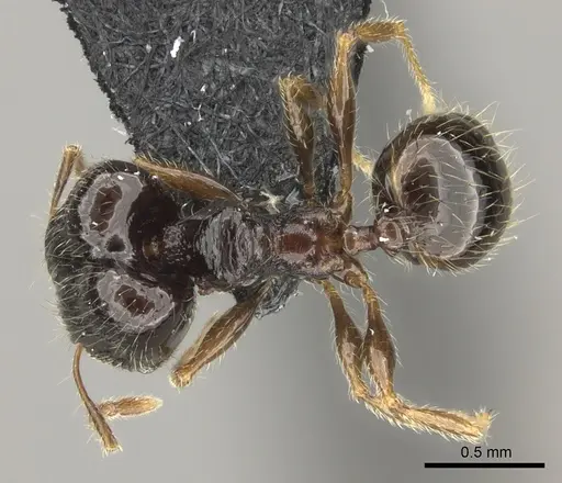 Pheidole wilsoni specimen CASENT0185117 image casent0185117_1