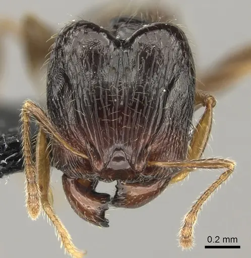 Pheidole wilsoni specimen CASENT0185117 image casent0185117_2