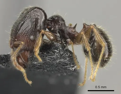 Pheidole wilsoni specimen CASENT0185117 image casent0185117_3