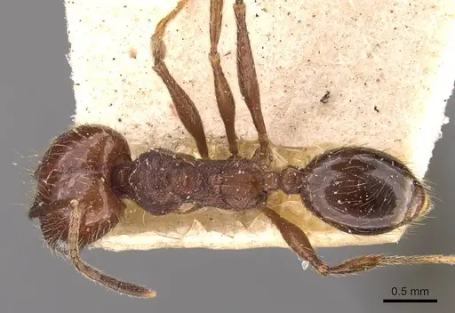 Pheidole wolfringi specimen CASENT0908212 image casent0908212_1