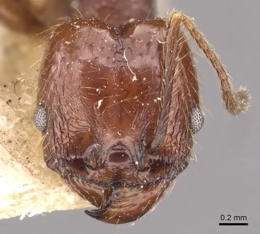 Pheidole wolfringi specimen CASENT0908212 image casent0908212_2