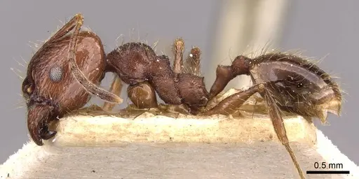 Pheidole wolfringi specimen CASENT0908212 image casent0908212_3
