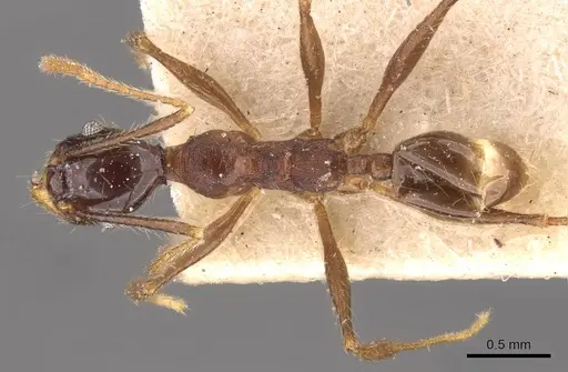 Pheidole wolfringi specimen CASENT0908213 image casent0908213_1