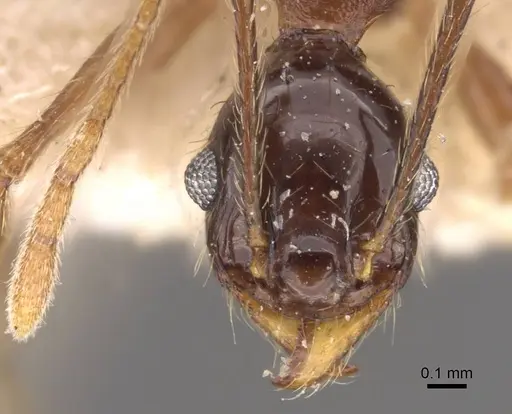 Pheidole wolfringi specimen CASENT0908213 image casent0908213_2