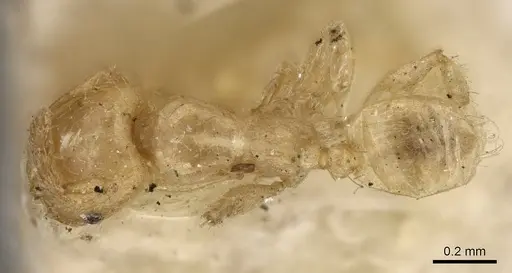 Pheidole woodmasoni specimen CASENT0281685 image casent0281685_1