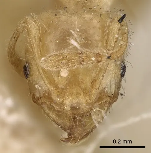 Pheidole woodmasoni specimen CASENT0281685 image casent0281685_2