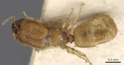 Pheidole woodmasoni specimen CASENT0281686 image casent0281686_1