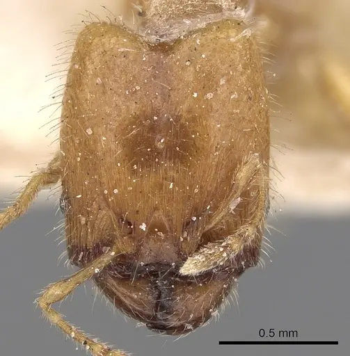 Pheidole woodmasoni specimen CASENT0281686 image casent0281686_2
