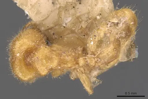 Pheidole woodmasoni specimen CASENT0908007 image casent0908007_1