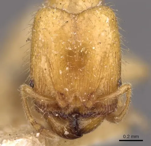 Pheidole woodmasoni specimen CASENT0908007 image casent0908007_2