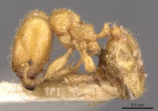 Pheidole woodmasoni specimen CASENT0908007 image casent0908007_3