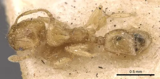 Pheidole woodmasoni specimen CASENT0908008 image casent0908008_1