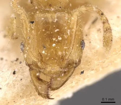 Pheidole woodmasoni specimen CASENT0908008 image casent0908008_2