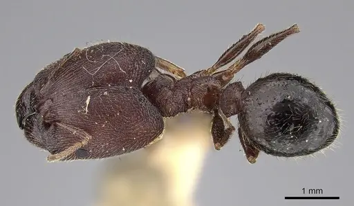 Pheidole wroughtonii specimen CASENT0281678 image casent0281678_1