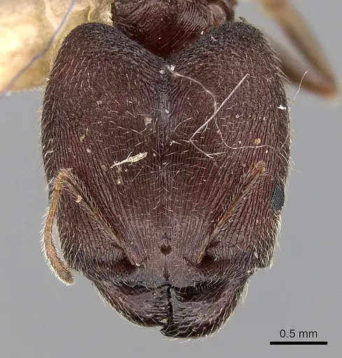 Pheidole wroughtonii specimen CASENT0281678 image casent0281678_2