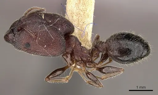 Pheidole wroughtonii specimen CASENT0281678 image casent0281678_3